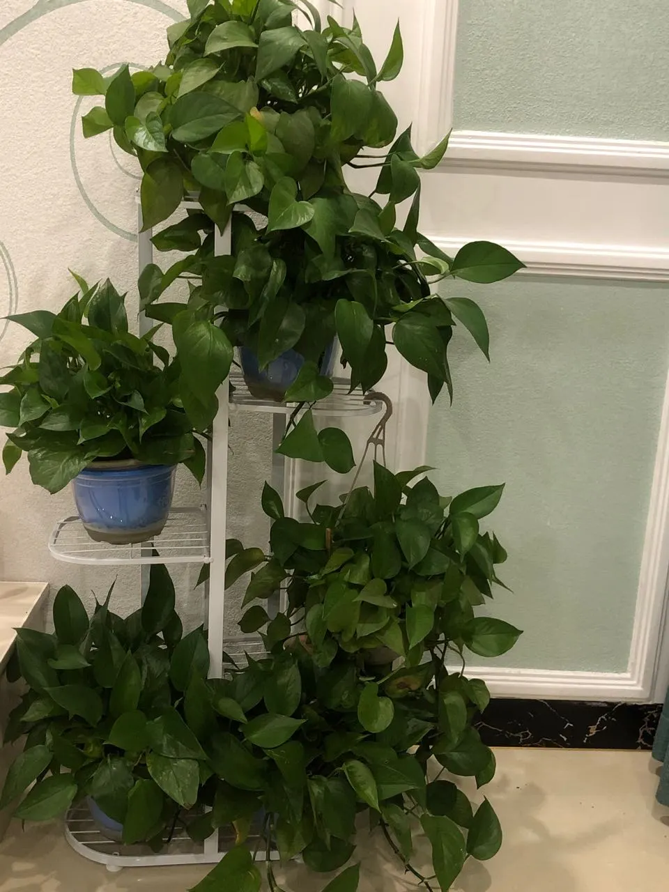 用户反馈图片