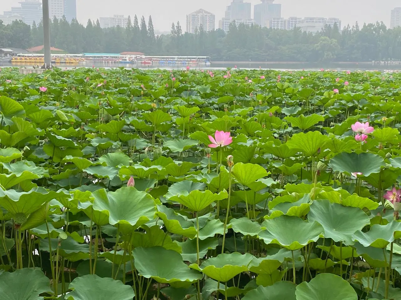 用户反馈图片
