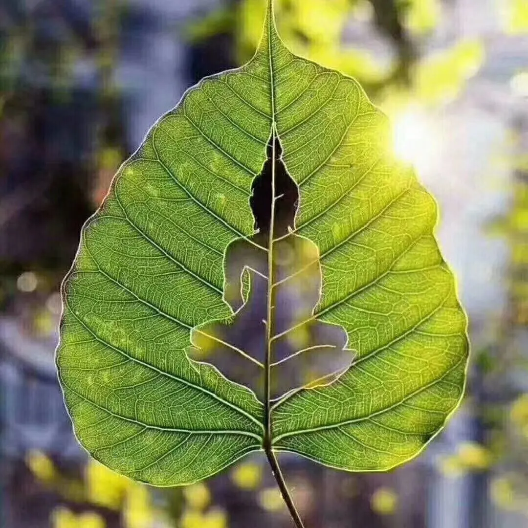用户反馈图片